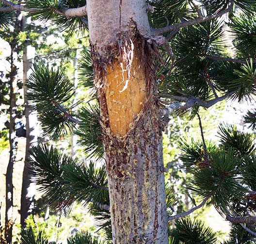 White pine blister rust is one of the two main factors killing whitebark pines. This tree shows the typical symptoms: huge open canker sores in the bark, with sap weeping down the trunk. It