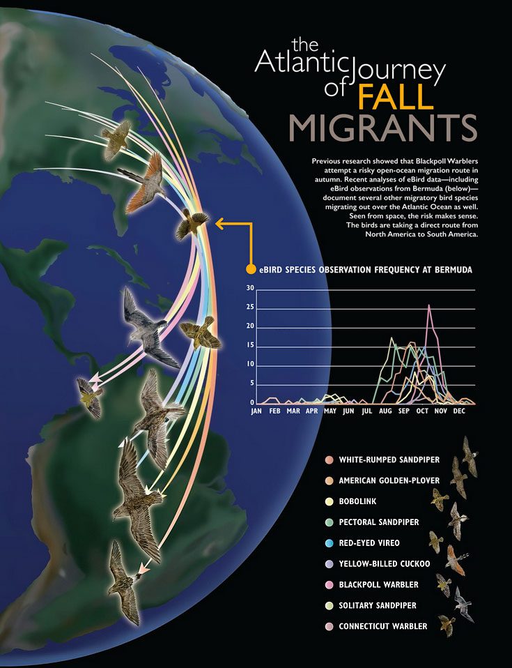 Atlantic Journey of fall migrants, Illustration by Misaki Ouchida