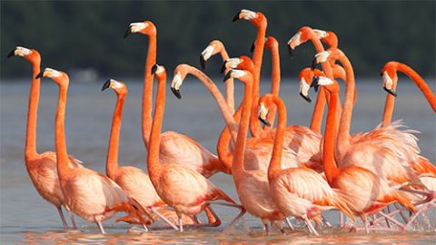 Flamingos by Gerrit Vyn