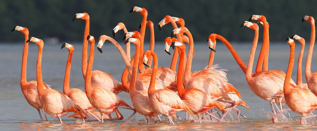 Flamingos walk together