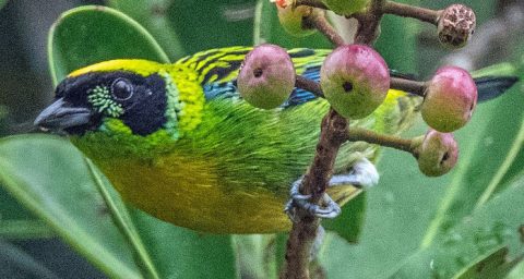 Green-and-gold Tanager in the Amazon