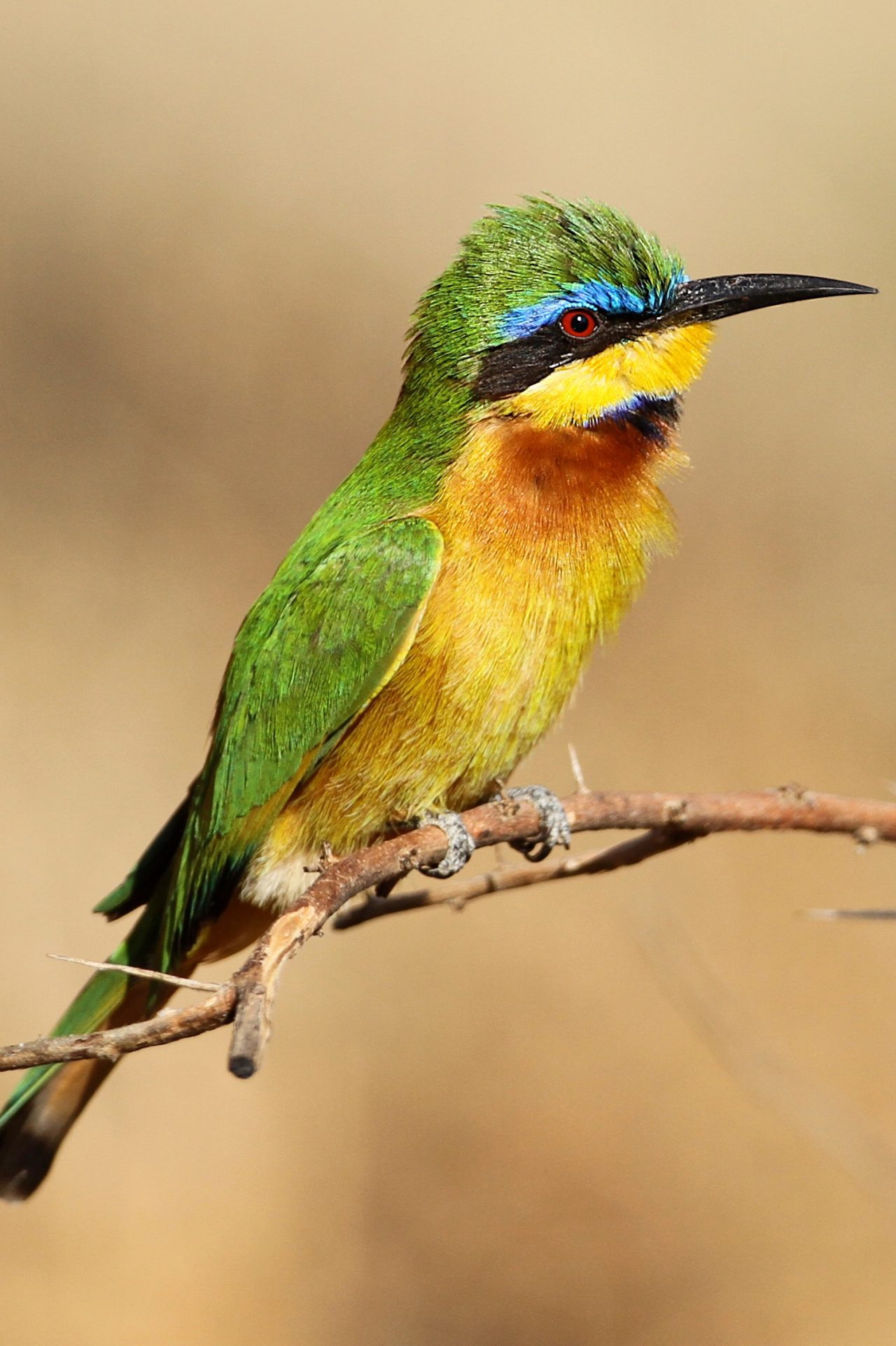 Little Bee-eater in Langano in Ethiopia. Photo by Luke Seitz.
