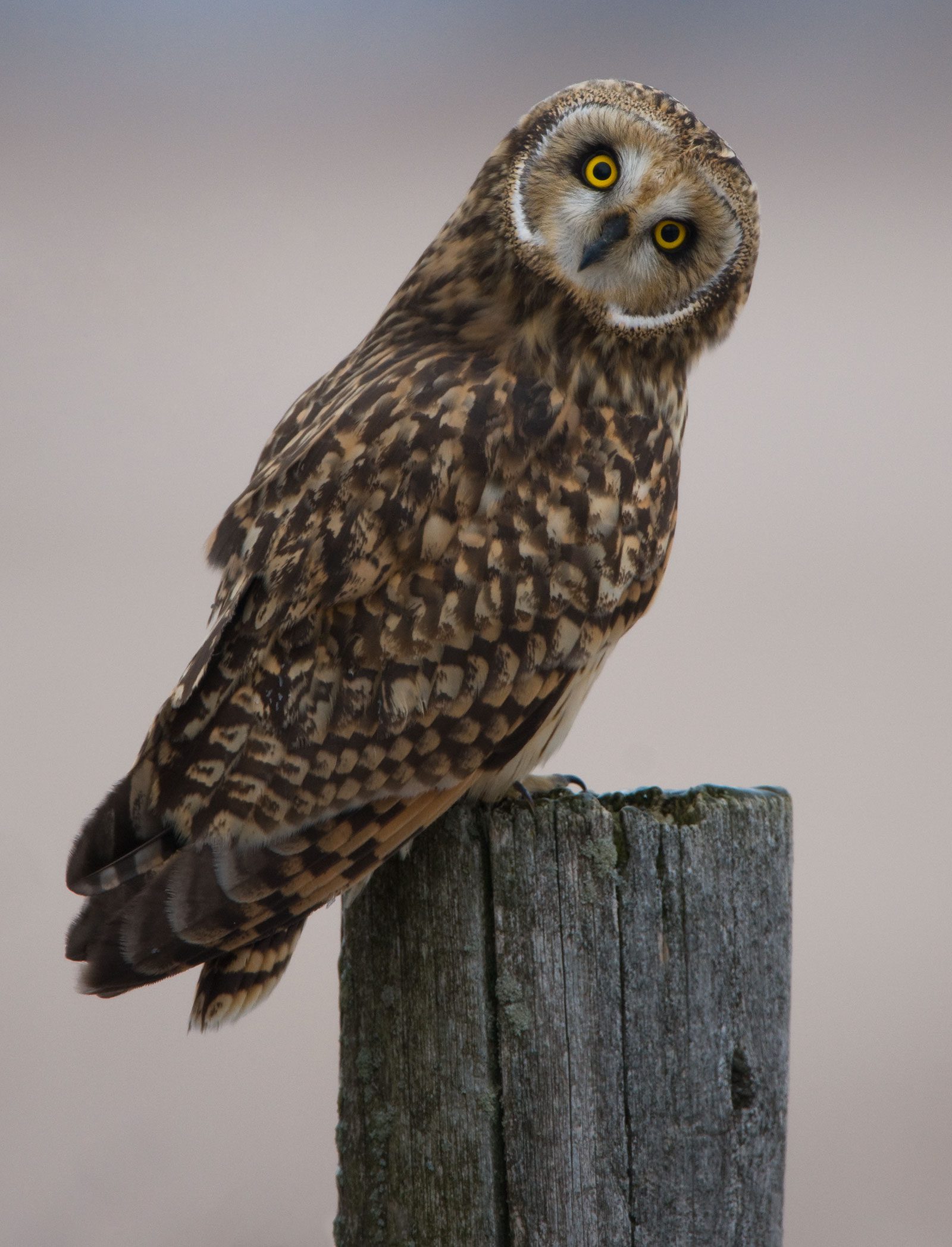 Short-eared Owl by Gerrit Vyn