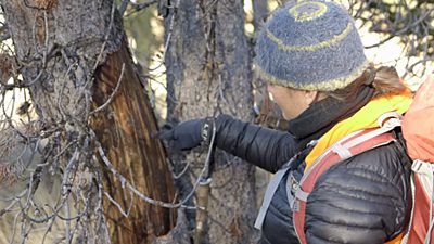 Taza Schaming examines a dying tree