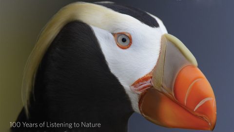 tufted puffin - cover of Living Bird book