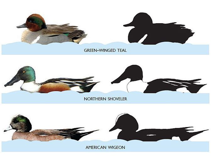 Illustrations of different species of ducks with white patches on them.