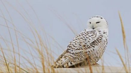 Snowy Owl courtesy Ian Davies