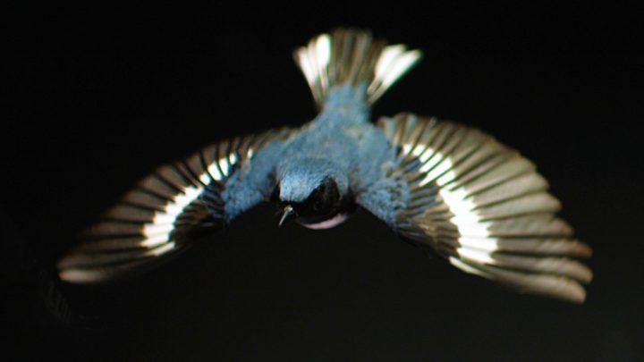 Black-throated blue warbler in flight in The Messenger.