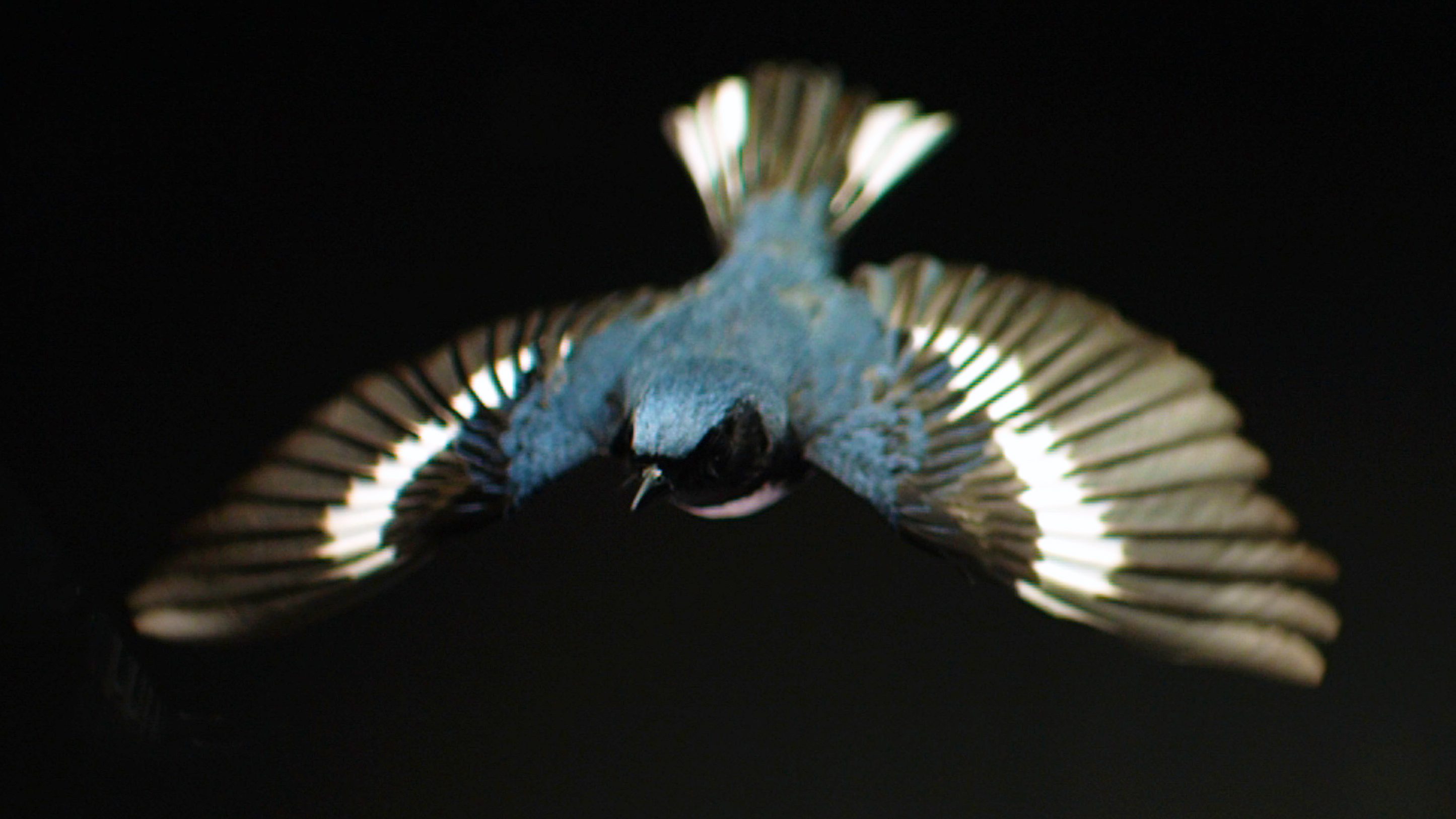 7 Things You Can Do to Help Songbirds If You've Just Watched The Messenger  | All About Birds All About Birds
