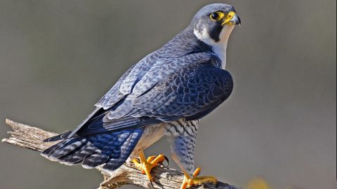 Peregrine falcon by pete blanchard