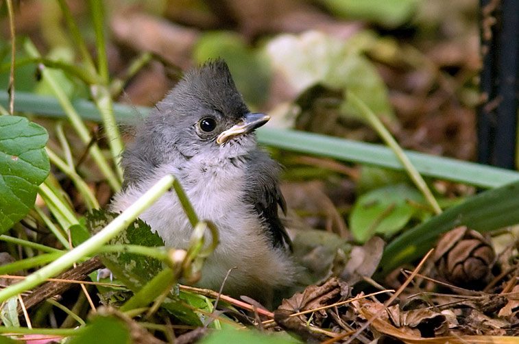 Like many birds, this young Tufted Titmouse has left its nest before it is fully flighted and is especially vulnerable to unsupervised pets that are kept outdoors. Photo by PauerKorde via Birdshare.
