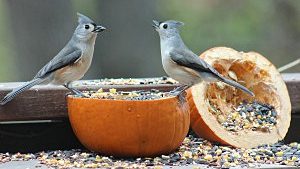 Two Tufted Titmice enjoying some seeds from a pumpkin. Will they eat those seeds or cache them? Photo by Karen Linehan in Boston, MA. This was another BirdSpotter photo submission that caught our eye from last week.