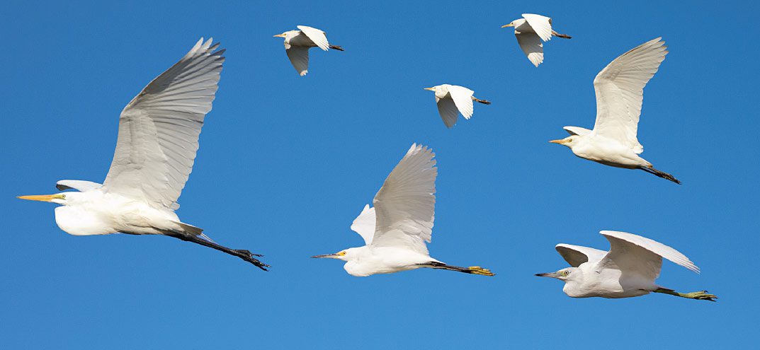 This composite shows four heron species in fl ight: Great Egret (left); Snowy Egret (lower middle); Little Blue Heron (lower right); and Cattle Egret (upper right, and trio of smaller birds) (BLS, GLA). The same structural diff erences generally apply to these species whether they are in fl ight or perched. Note Great Egret’s larger size and longer legs, and note Cattle Egret’s compact overall structure. The same bill and leg color diff erences can be seen in fl ight as well. These four species are the most likely to be seen in transit, fl ying singly or in small to large groups (Cattle Egret sometimes travels by the hundreds).
