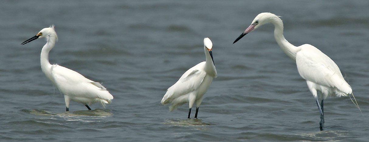 Breeding adult Reddish Egret (right) with Snowy Egrets, Texas, April. Note larger size of Reddish, and striking bicolored bill. Reddish is primarily a saltwater bird, whereas the other herons are also found inland. Photo by Kevin Karlson.