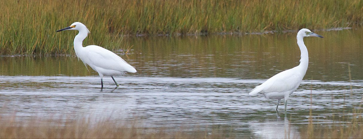 Immature Little Blue Heron (right) with Snowy Egret, New Jersey, September. Roughly the same size, but note Little Blue’s stouter, bicolored bill and greenish legs. Photo by Tom Johnson.