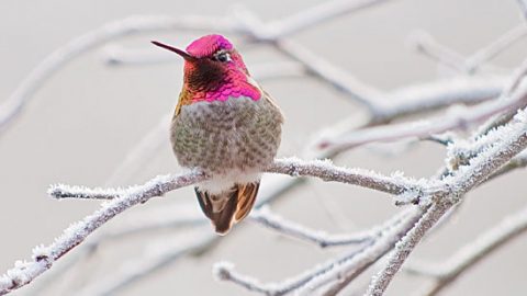 FeederWatchers report that Anna's Hummingbirds of western North America are wintering farther north too. photo by Maggie MacDonald