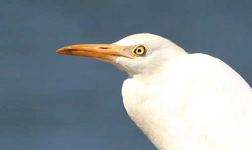 Cattle Egret, North Carolina, October. Unlike other herons, these egrets have short, stout bills. Photo by George Armistead.