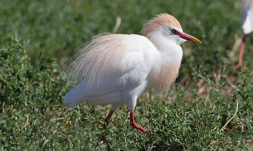 Cattle Egret (breeding), California, April. Cattle Egret in any plumage is scarcely confusable with the others if seen reasonably well. Note stocky build, short, stout bill; forages in grassy habitat. Juveniles have black bills and legs for the first few months of life but are structurally similar to adults; bill color changes to yellow in first fall. Photo by Brian Sullivan.