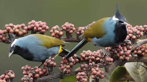 A pair of Crested Berrypeckers in New Guinea. Photo from The Macaulay Library's video of the bird prying up berries, by Tim Laman.