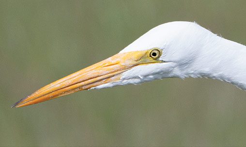 Great Egret (nonbreeding), California, February. Note the mostly yellow, heavier bill, compared to the Snowy Egret at right. Photo by Brian Sullivan.