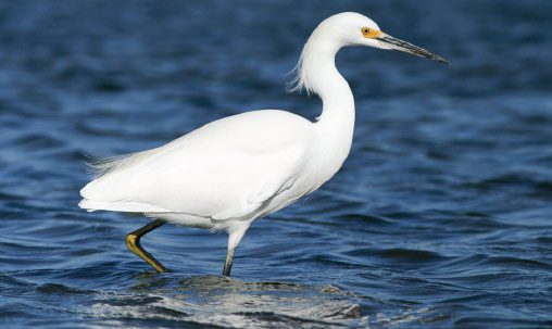 Snowy Egret (nonbreeding), California, December(top). Note long, thin, mostly dark bill, yellow ores, and blackish, bicolored legs (black and yellow). Photo by Brian Sullivan.