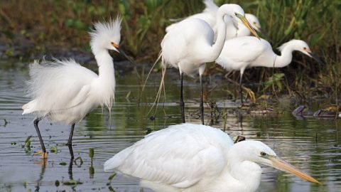 White herons; Great Blue Heron, Great Egret, Snowy Egret, by Brian Sullivan