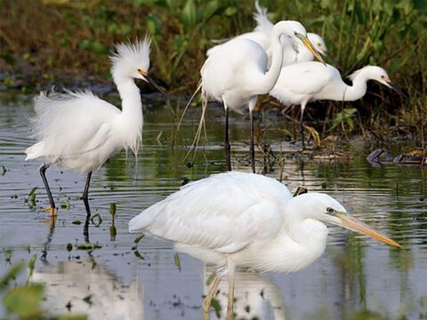 Three different species of white heron stand in the water.