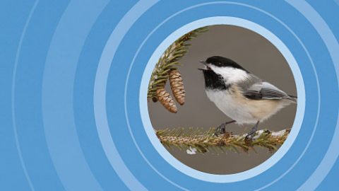 alarm calling Black-capped Chickadee by Steve Gettle/Minden Pictures;