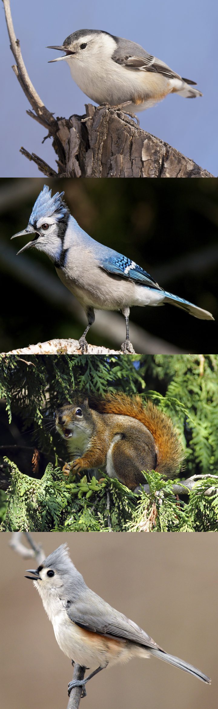More than 50 different species will respond to a chickadee’s alarm call. The woods are wired by these alarm call networks, which allow various species of birds and small mammals to exchange information about a hawk or an owl. In the East and the West, the specific members of the alarm call network may differ but the acoustic properties of how alarm calls are transmitted are similar. Photos (from top to bottom): White-breasted Nuthatch by Kirchmeier, Blue Jay by Larry Eiden, American Red Squirrel by Guy Lichter, Tufted Timouse by Deborah E. Bifulco.