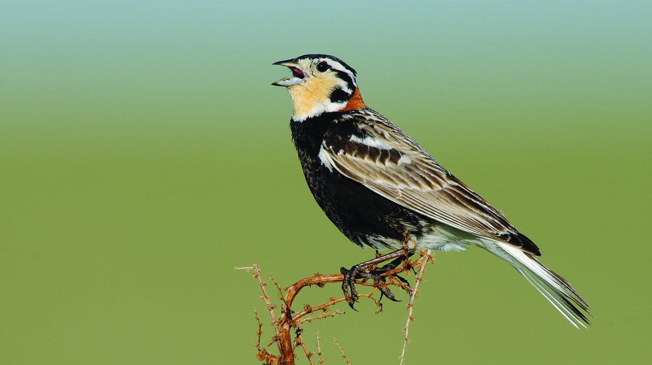 Chestnut-collared Longspur (pictured in breeding plumage) populations have declined by more than 80 percent since 1966, according to the North American Breeding Bird Survey, due in part to the loss of habitat on their grassland wintering grounds. Photo by Gerrit Vyn.