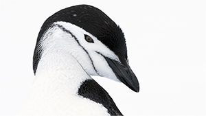 Chinstrap Penguin by Chris Linder