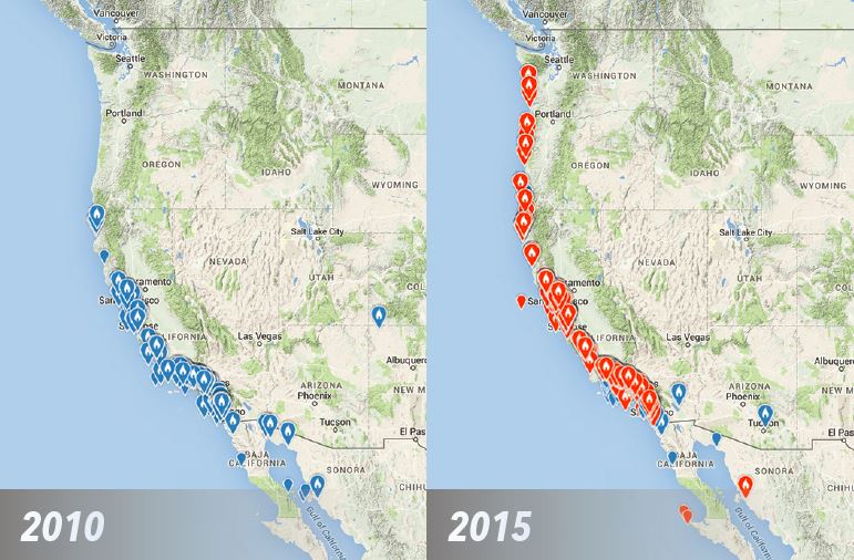 eBird data show a marked movement of Elegant Tern sightings up the Pacific Coast over the past few years. The northward surge of these terns coincided with warming waters in the Pacific Ocean—possibly a shift in a bird population related to the current El Niño weather cycle. Maps courtesy of eBird.