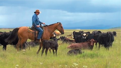 Mexican grasslands and rancher with cows. courtesy of multimedia