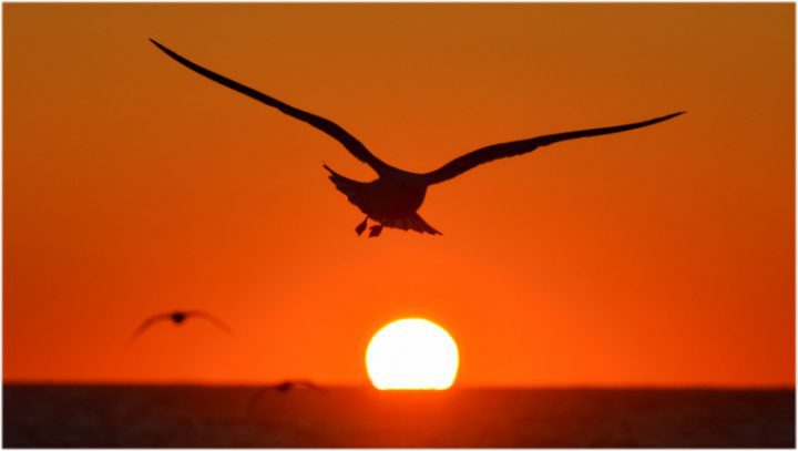 Gulls fly at sunset. Photo by Jay Diaz via Birdshare.