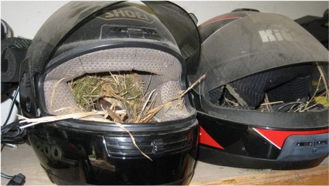 bird nest in a helmet, by Stan DeForest/CUBs