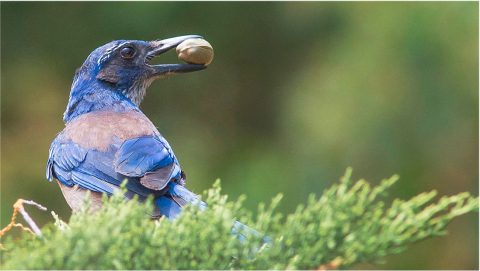 An Island Scrub Jay in the Channel Islands National Park gets ready to cache a seed that may one day grown into a tree. Photo by Larry and Dean via Birdshare.