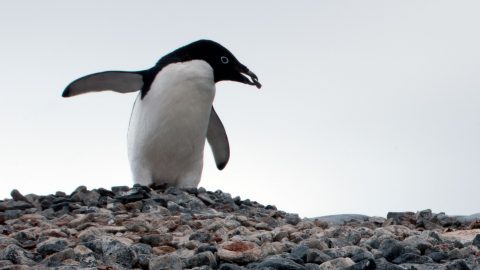 Adelie Penguin by Chris Linder