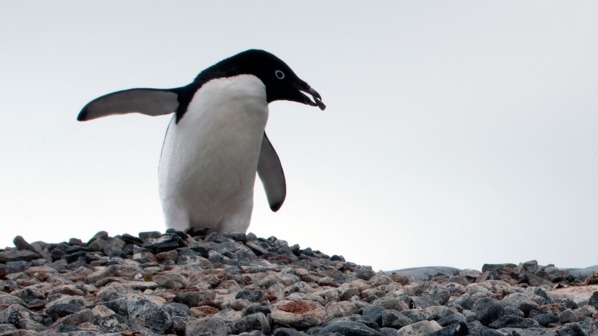 Глупый пингвин прячет тело жирное. Белокрылый Пингвин. Пингвин Адели. Подбородочный Пингвин. Пингвин Адели с камнем.