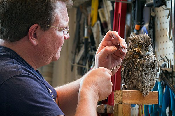 Here he puts the finishing touches on a robo-screech-owl. Taxidermist Eugene Streekstra works on building a robo-raptor in his workshop near Missoula, Montana.