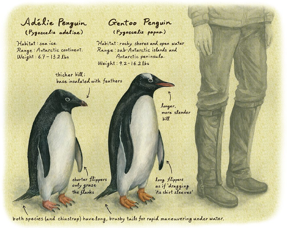 Adelie & Gentoo Penguin Illustration by Misaki Ouchida