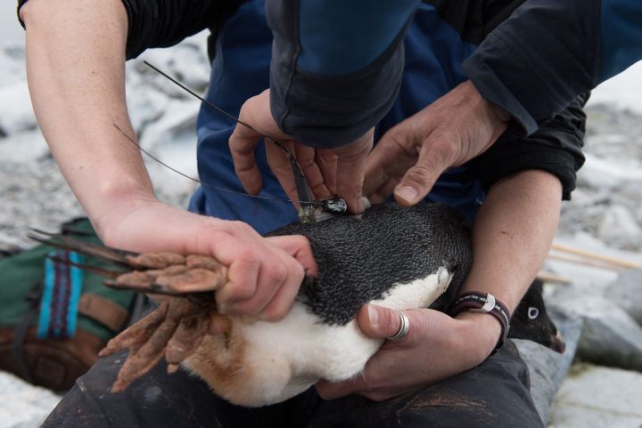 putting a transmitter on an adelie penguin