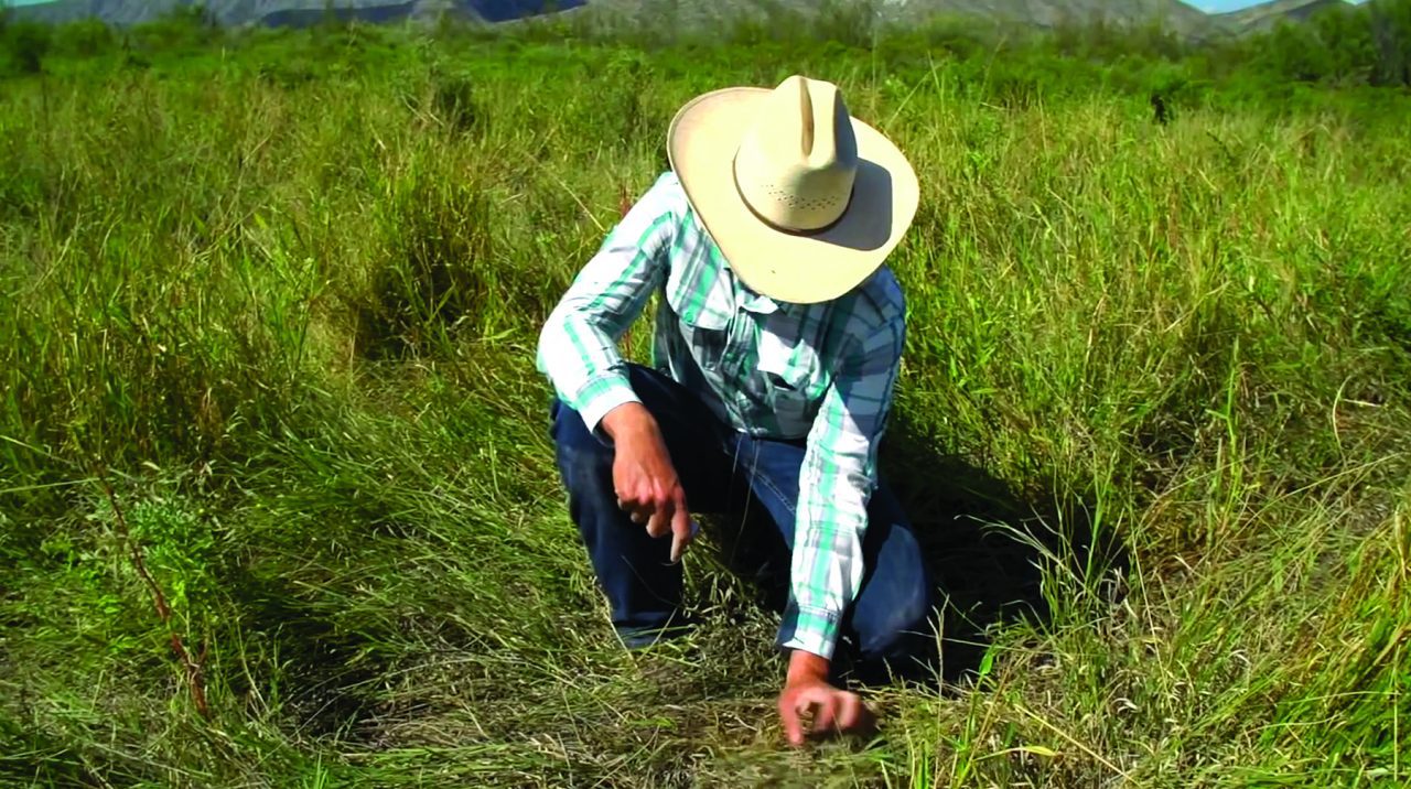Alejandro Carrillo is among those breaking with ranching tradition to preserve the grasslands and his way of life by using short-term rotational grazing. Image courtesy Cornell Lab Multimedia.