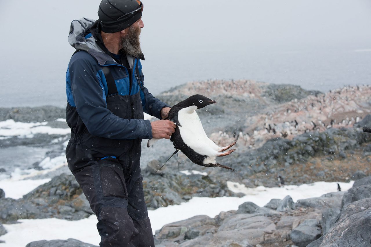 biologist captures adelie penguin