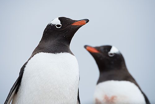 Gentoo Penguins now dot almost every available rock. The first handful of gentoos arrived in the region just 21 years ago.