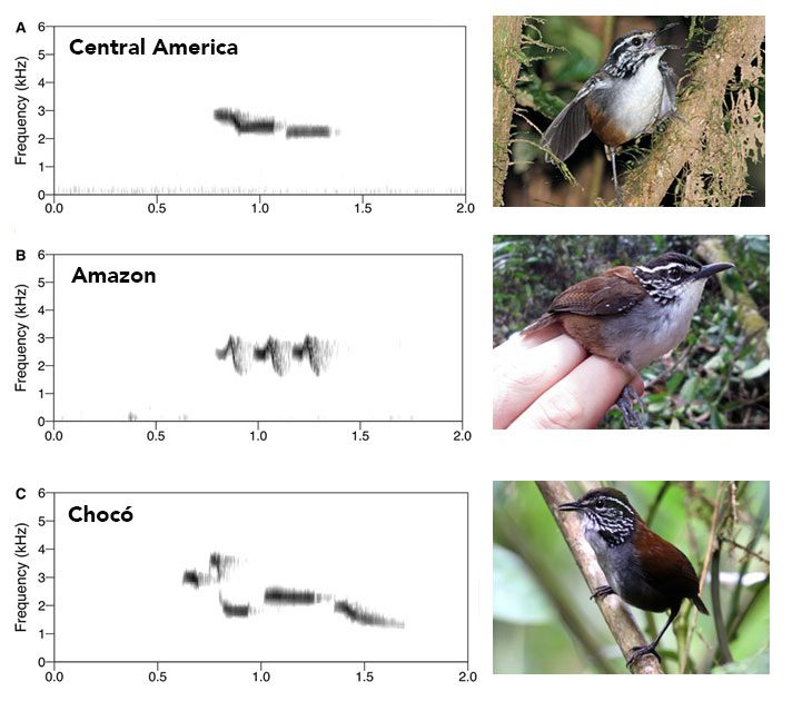 Three isolated populations of White-breasted Wood-Wren (see map) use different phrases in their songs and vary in the amount of white on the breast and the thickness of the eyestripe. Songs of the Central American and Chocó populations have some similarities but the Amazon population is quite different. Calls courtesy of Macaulay library and Xeno-cantu, photos by Tristan Bantock, Jacob R. Saucier, and Roger Ahlam.