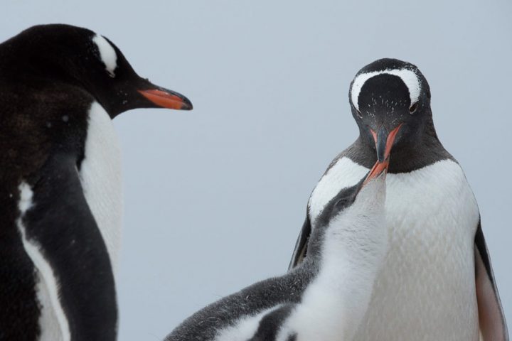 gentoo penguin and chick by Chris Linder