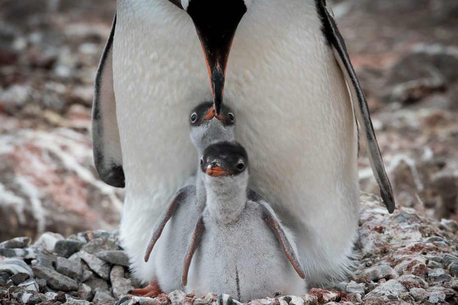 gentoo penguin and chicks by Chris Linder