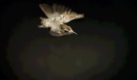 gray catbird still from the messenger documentary