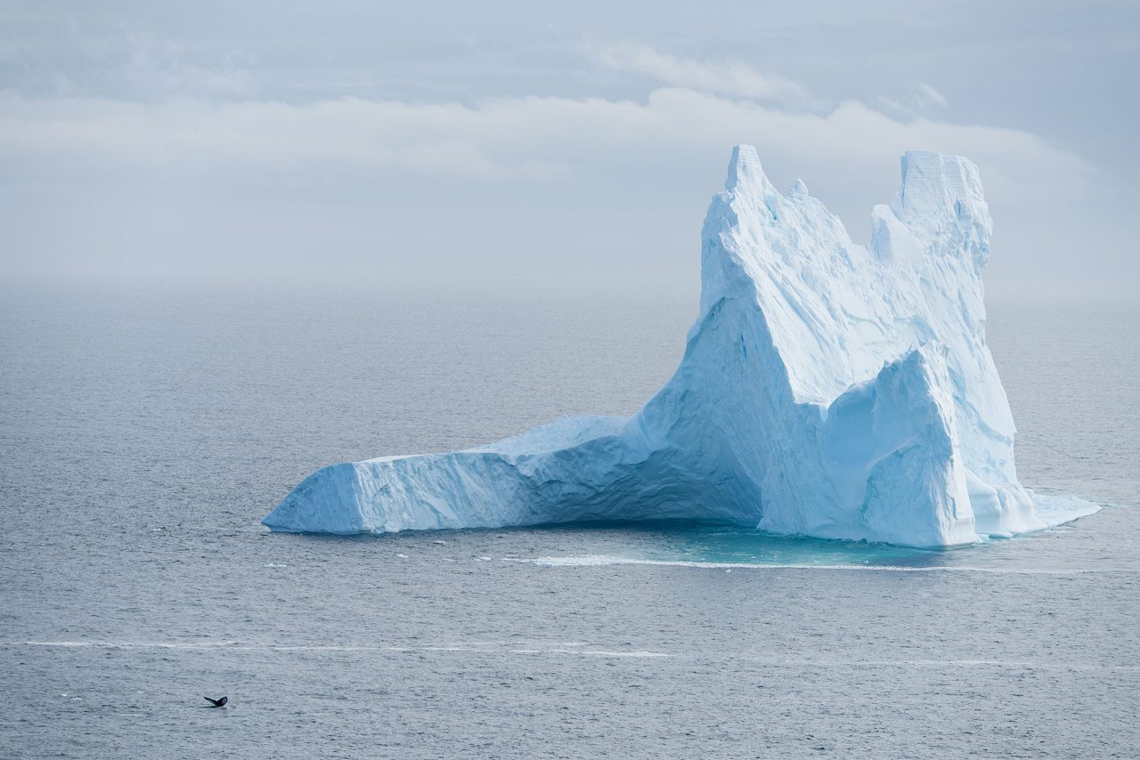 Icebergs are enormous blocks of glacier ice (note humpback whale tail in foreground for scale).