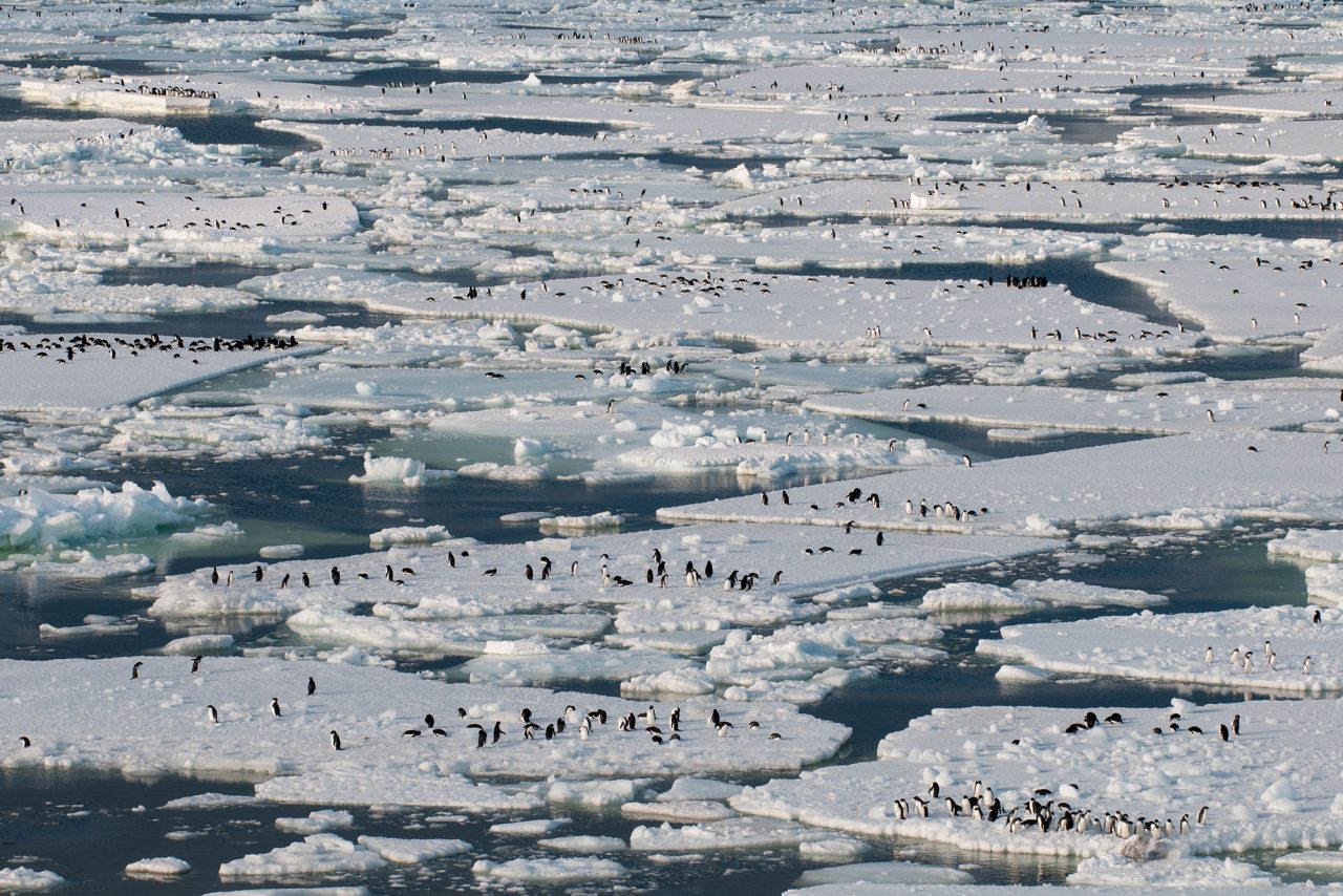 Sea ice forms when seawater freezes. It is the classic habitat of the Adelie Penguin (pictured) but is increasingly rare around Palmer Station; this photo was taken at Cape Crozier, more than 800 miles farther south than Palmer.